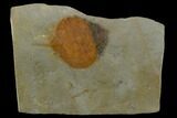 Fossil Leaf (Zizyphoides) - Montana #120801-1